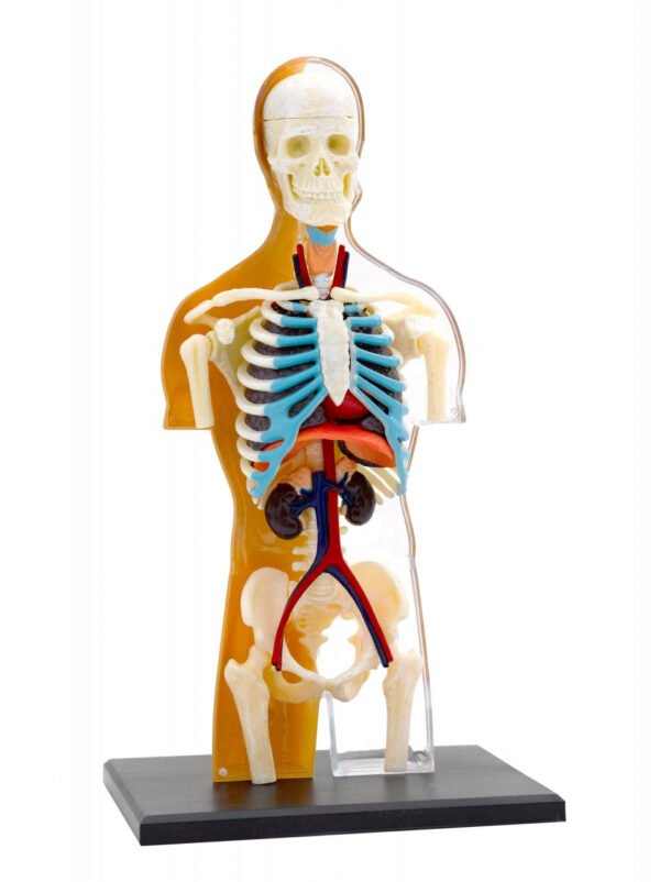 Kit Stem Anatomia Corpului Uman, Thames &Amp; Kosmos - Imagine 2