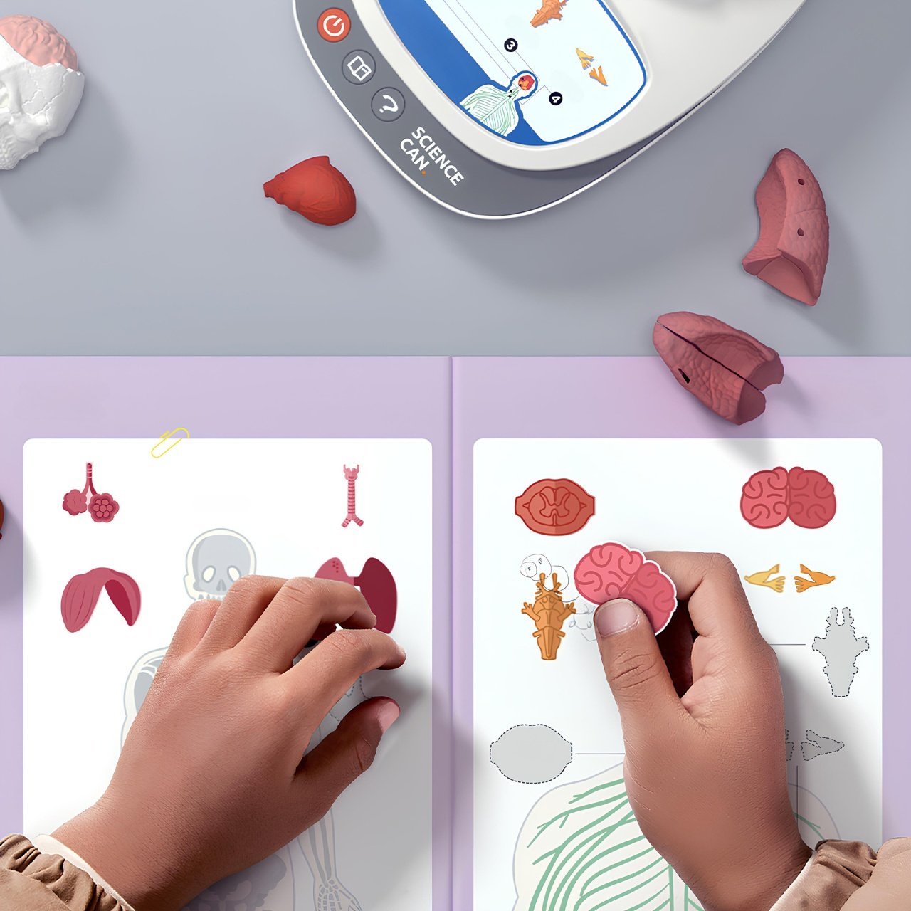 Joc Stem Anatomia Umana, Topbright 4 Joc Stem Anatomia Umana, Topbright - Imagine 3