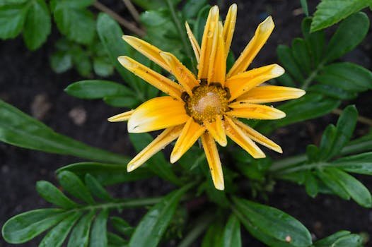 Close-up of a dew-kissed yellow Gazania flower blooming amidst vibrant green foliage.