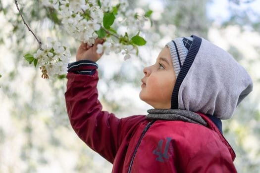 A young child in a red jacket explores white cherry blossoms in a spring garden.