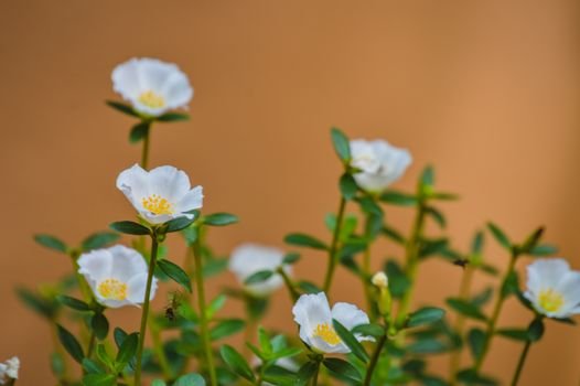 Close-up of white bloomed flowers with a vibrant green stem against a blurred background.